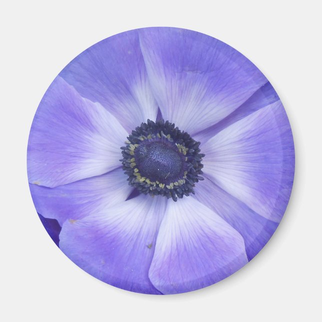 Aimant Henrietta (Devant)