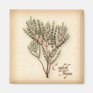 Aimant Herbe de thym anglaise