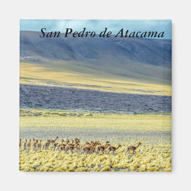 Aimant Herd of Vigognes (Devant)