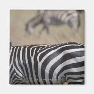 Aimant Herd of Zebras pâturage, Masai Mara Game Reserve,