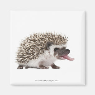 Aimant Hérisson à quatre pattes - Atelerix albiventris