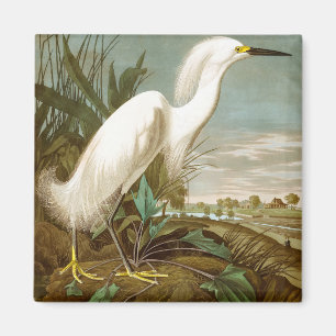 Aimant Héron blanc par John James Audubon