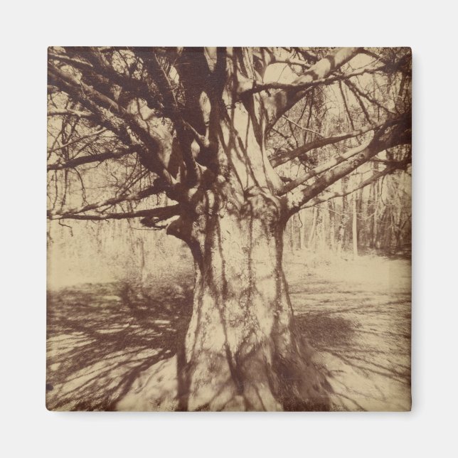 Aimant Hêtre (par Eugène Atget) (Devant)