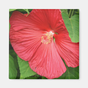 Aimant Hibiscus Flower Bright Magenta