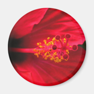 Aimant Hibiscus rouge