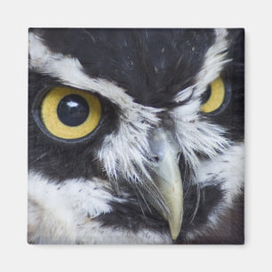 Aimant Hibou à lunettes noir et blanc