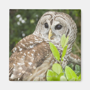 Aimant Hibou barré