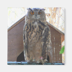 Aimant Hibou de regarder