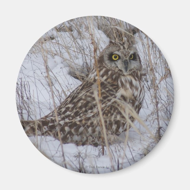 Aimant Hibou des marais B11 (Devant)