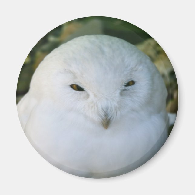 Aimant Hibou des neiges (Devant)