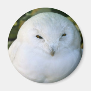 Aimant Hibou des neiges