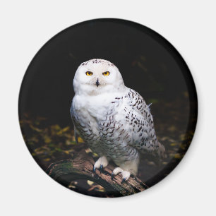 Aimant Hibou des neiges majestueux d'hiver