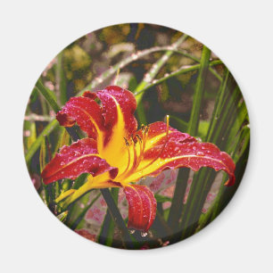 Aimant Hier Lily Après La Pluie