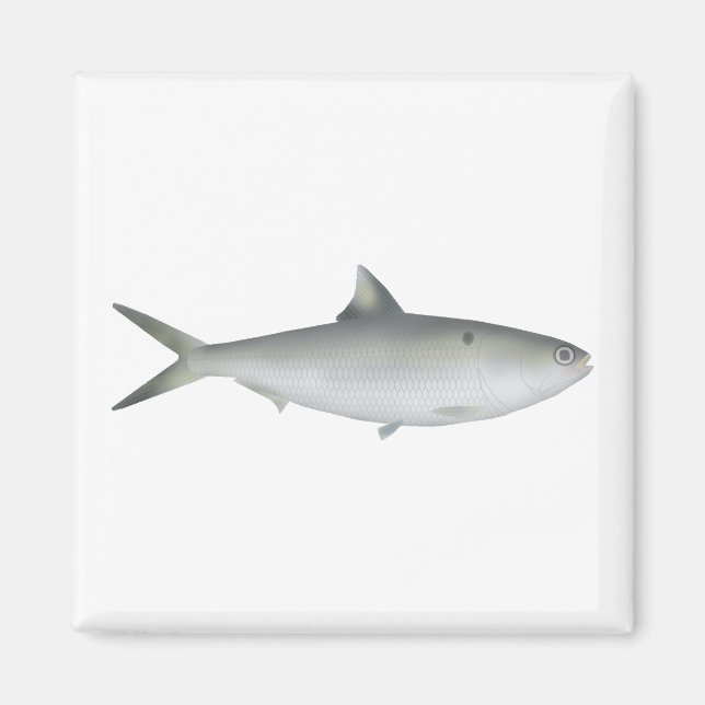 Aimant Hilsa Shad (Devant)