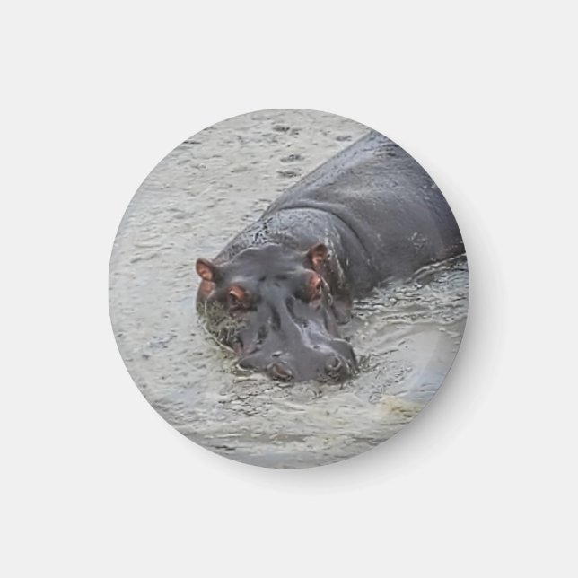Aimant Hippoposterus (Devant)