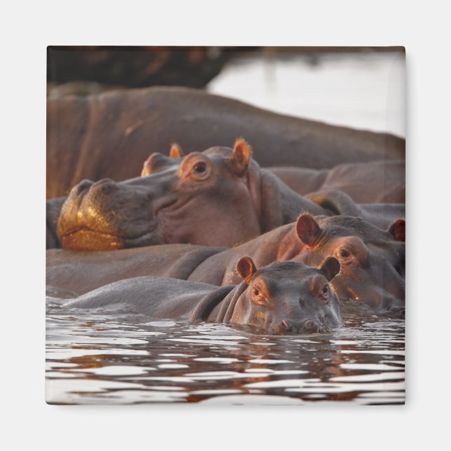 Aimant Hippopotamus, Hippopotamus amphibius, lac (Devant)