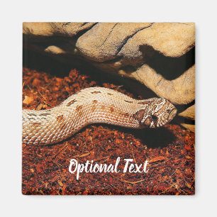 Aimant Hognose Pet Snack