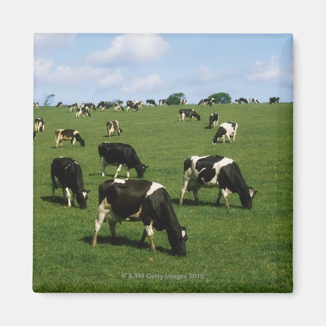 Aimant Holstein-Friesian, Irlande (Devant)