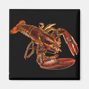 Aimant Homard