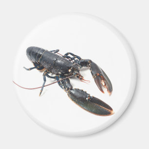 Aimant homard breton