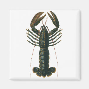 Aimant Homard Vintage, Crustacé Vie Marine Océanique