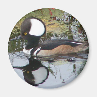 Aimant Homme Merganser Duck