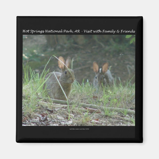 Aimant Hot Springs National Park, AR Wild Rabbits Cadeaux (Devant)