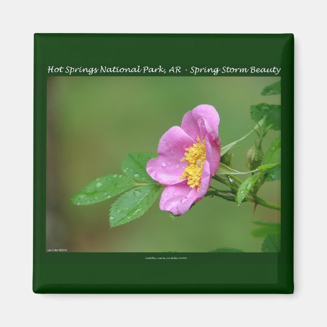 Aimant Hot Springs National Park, AR Wild Rose Don (Devant)