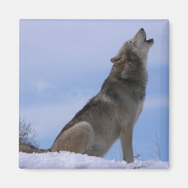 Aimant Howling Loup de bois de l'Alaska (Devant)