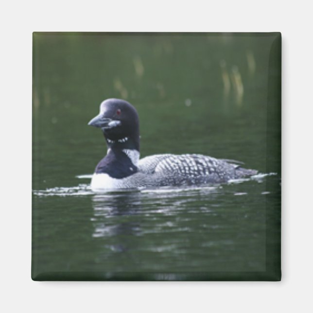 Aimant huard (Devant)