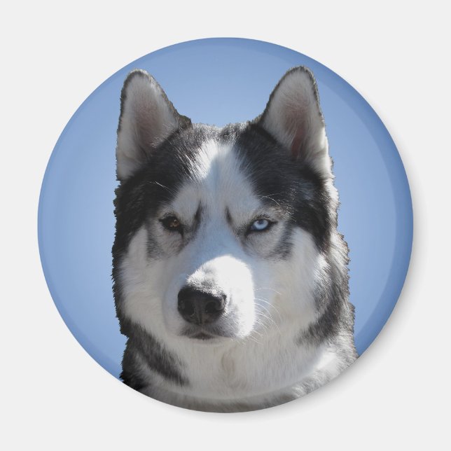 Aimant Husky Fridge Magnet Alaskan Sled Dog Magnet (Devant)