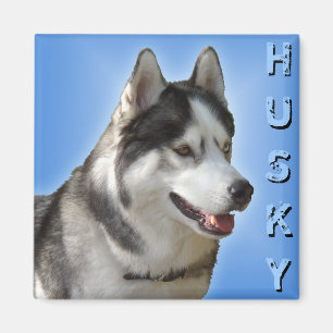Aimant Husky Fridge Magnet Alaskan Sled Dog Magnet