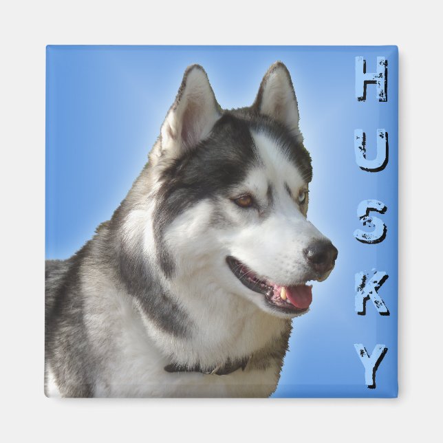 Aimant Husky Fridge Magnet Alaskan Sled Dog Magnet (Devant)
