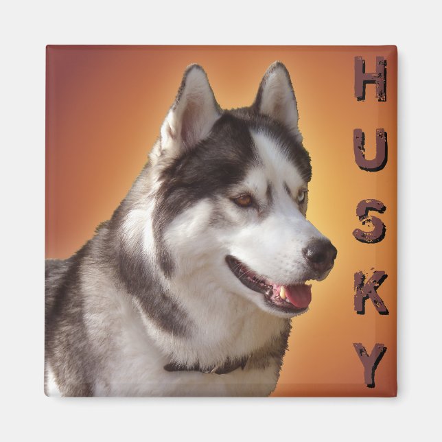 Aimant Husky Fridge Magnet Alaskan Sled Dog Magnet (Devant)