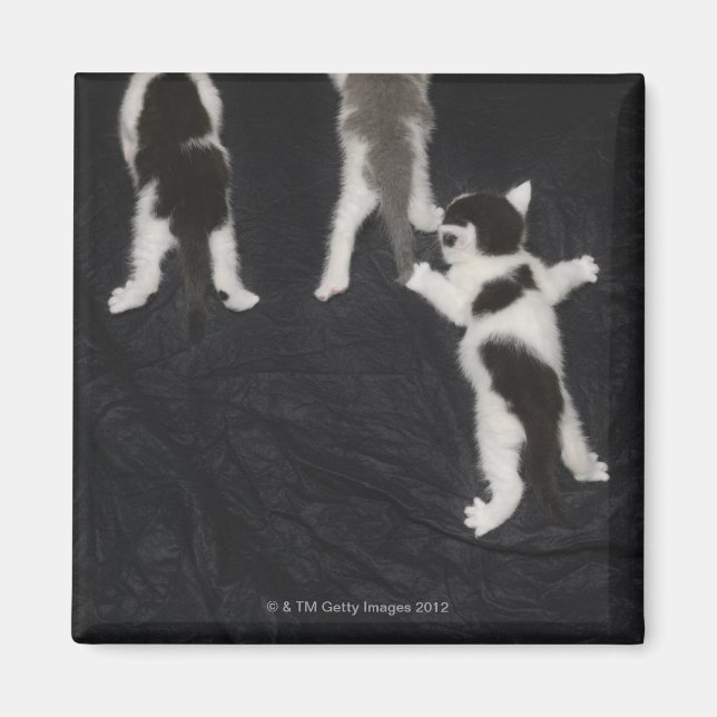 Aimant Husky Puppy (Devant)