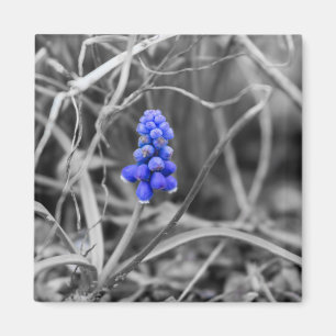 Aimant Hyacinthe au raisin isolé Sélectionner la couleur