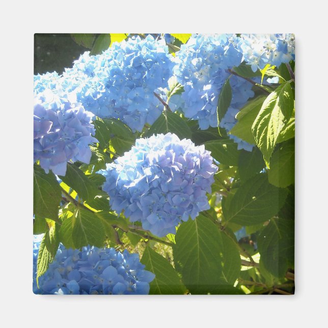 Aimant Hydrangea Bleu Clair (Devant)
