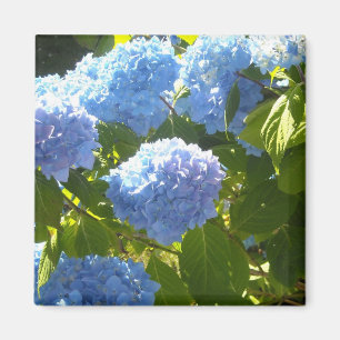 Aimant Hydrangea bleu doux