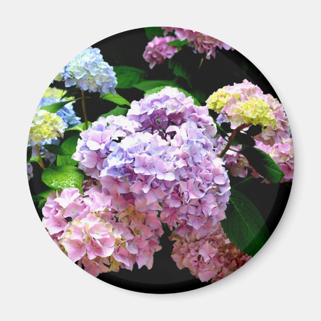 Aimant Hydrangea garden, rose, bleu, purple floral (Devant)