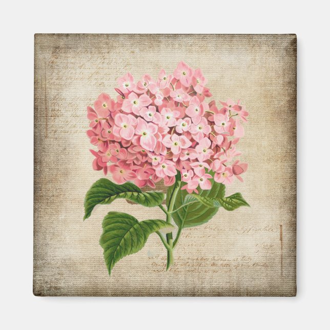 Aimant Hydrangea Rose (Devant)
