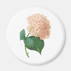 Aimant Hydrangea Rose Vintage Hortensia par Redoute
