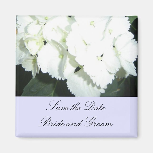 Aimant Hydrangeas blanches avec une bordure bleu clair (Devant)