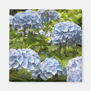 Aimant Hydrangeas Bleus Nuancés