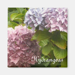 Aimant Hydrangeas romantiques