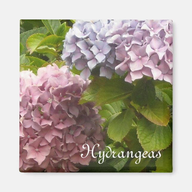 Aimant Hydrangeas romantiques (Devant)