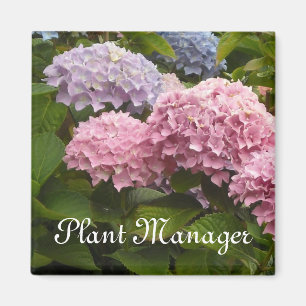 Aimant Hydrangeas roses et mauves