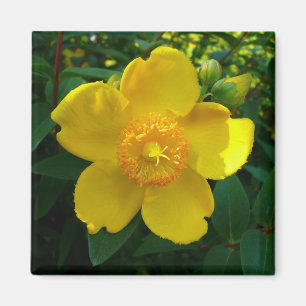 Aimant Hypericum Hidcote (Saint-Jean)