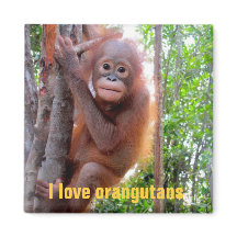 I Love Orangutans with Baby Uttuh