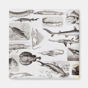 Aimant Ichtyologie Elasmobranch, Ganoid