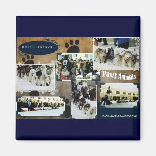 Aimant Iditarod 2010